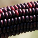 Jammas5 35 BLOODY BUTCHER RED CORN Edible & Ornamental Heirloom Zea Mays Vegetable Seeds