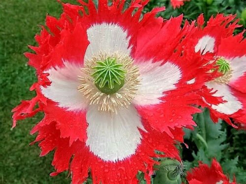 Jammas5 500 DANISH FLAG QUEENS POPPY Papaver Danebrog Flower Seeds *Comb S/H