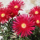Jammas5 100 Gelato Bright RED ICE PLANT MESEMBRYANTHEMUM DAISY Livingstone Flower Seeds