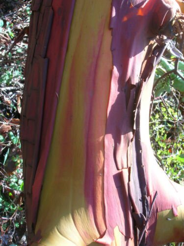 Jammas5 10 PACIFIC MADRONE TREE Bearberry Red Arbutus Menziesii Oregon Laurel Seeds