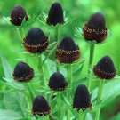 Jammas5 30 WESTERN CONEFLOWER Rudbeckia Occidentalis Green Wizard Black Flower Seeds