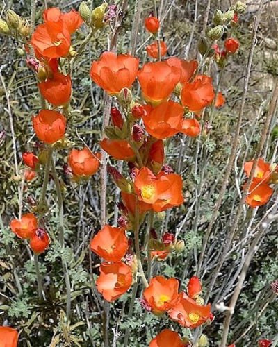 Jammas5 20 Apricot DESERT GLOBEMALLOW Mallow Sphaeralcea Ambigua Flower Seeds *Comb Ship