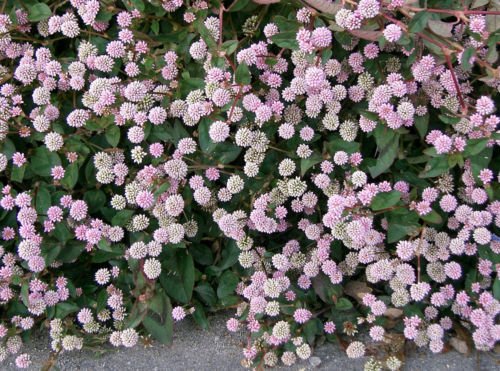 Jammas5 20 PUNCHING BALLS Pink Buttons Persicaria Capitata Polygonum Flower Seeds + Gift