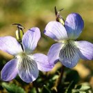 Jammas5 100 PRAIRIE VIOLET PURPLE VIOLA Coastal Larkspur Pedatifida Palmata Flower Seeds