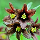 Jammas5 10 CHOCOLATE LILY Black Kamchatka Brown Fritillaria Camschatcensis Flower Seeds