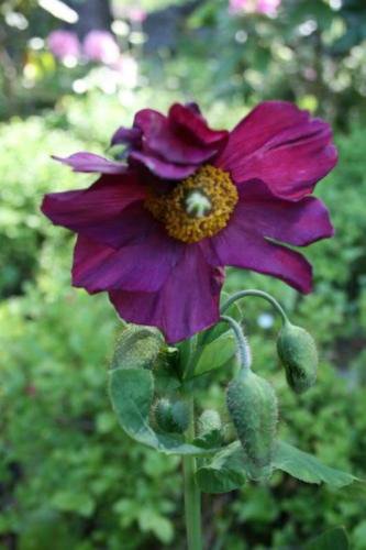 Jammas5 10 MIXED HIMALAYAN POPPY Blue Red Violet Meconopsis Napaulensis Mix Flower Seeds