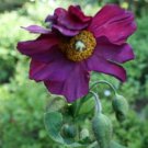Jammas5 10 MIXED HIMALAYAN POPPY Blue Red Violet Meconopsis Napaulensis Mix Flower Seeds