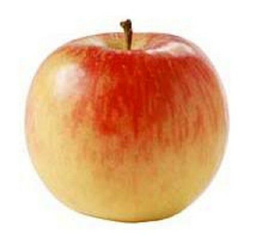 Jammas5 10 FUJI APPLE TREE Malus Domestica Fruit Flower Seeds