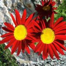 Jammas5 100 RED ROBINSONS DAISY Painted Chrysanthemum Coccineum Pyrethrum Flower Seeds