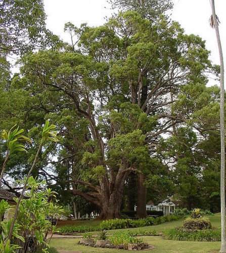 Jammas5 5 CAMPHOR TREE Laurel Cinnamomum Camphora Camphorwood White Flower Black Seeds