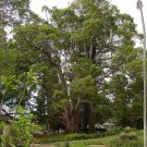 Jammas5 5 CAMPHOR TREE Laurel Cinnamomum Camphora Camphorwood White Flower Black Seeds