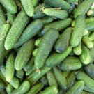 Jammas5 150 BOSTON PICKLING CUCUMBER Heirloom Cucumis Sativus Fruit Vegetable Seeds