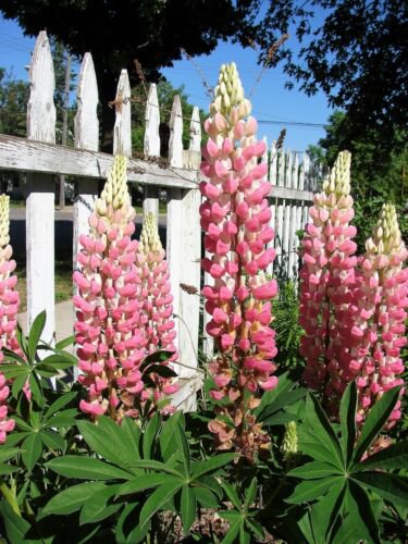 Jammas5 50 Elegant Dwarf PINK FAIRY LUPINE Lupinus Elegans Hummingbird Flower Seeds