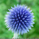 Jammas5 25 Blue GLOBE THISTLE Echinops Ritro Southern Globethistle Flower Seeds + Gift