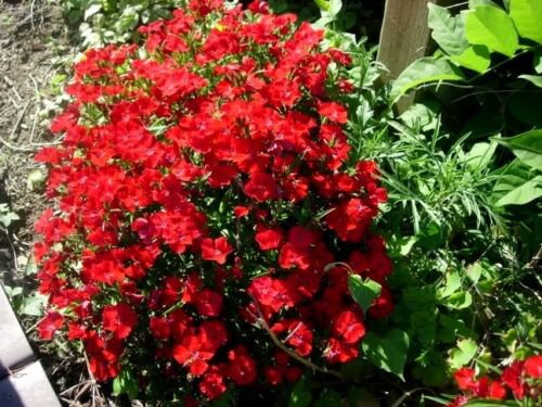 Jammas5 100 RED CARDINAL DIANTHUS Caryophyllaceae Flower Seeds + Gift & Comb S/H