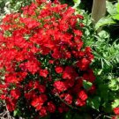 Jammas5 100 RED CARDINAL DIANTHUS Caryophyllaceae Flower Seeds + Gift & Comb S/H