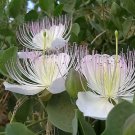 Jammas5 20 CAPER BUSH Edible Capers Flinders Rose Flower Capparis Spinosa Shrub Seeds