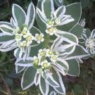 Jammas5 20 SNOW ON THE MOUNTAIN Euphorbia Marginata Flower Seeds + Gift & Comb S/H