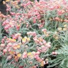 Jammas5 100 APRICOT & PEACH STRAWFLOWER Mix Coral Paper Daisy Xerochrysum Flower Seeds