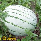 Jammas5 50 DIXIE QUEEN WATERMELON White & Red Citrullus Lanatus Melon Fruit Vine Seeds