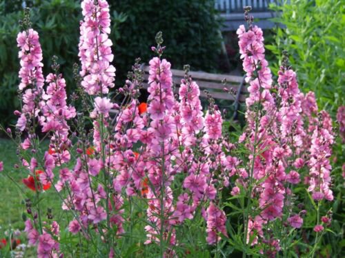 Jammas5 50 PINK CHECKERMALLOW Sidalcea Hendersonii Henderson's Checkerbloom Flower Seeds