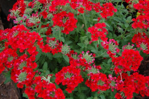 Jammas5 50 SCARLET VERBENA Red Nana Compacta Fragrant Flower Seeds *Combined Shipping