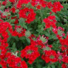 Jammas5 50 SCARLET VERBENA Red Nana Compacta Fragrant Flower Seeds *Combined Shipping