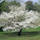 Jammas5 10 American WHITE FLOWERING DOGWOOD Small Tree Cornus Florida Southern Seeds