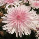 Jammas5 25 PINK HAWKSBEARD Crepis Rubra Flower Seeds Everlasting Daisy Two Tone Double
