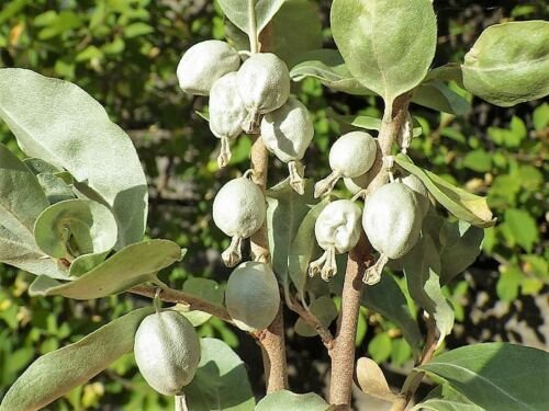 Jammas5 10 AMERICAN SILVERBERRY Wolf Willow Elaeagnus Commutata Berry Fruit Shrub Seeds