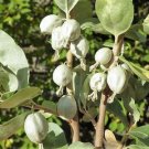 Jammas5 10 AMERICAN SILVERBERRY Wolf Willow Elaeagnus Commutata Berry Fruit Shrub Seeds