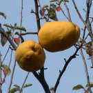 Jammas5 20 CHINESE QUINCE FRUIT TREE Chaenomeles Sinensis Fruit Flower Seeds Thornless