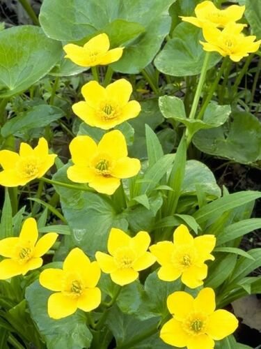 Jammas5 200 Yellow SWAMP MARIGOLD Bidens Aristosa Mutica Flower Seeds + Gift & Comb S/H