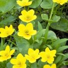 Jammas5 200 Yellow SWAMP MARIGOLD Bidens Aristosa Mutica Flower Seeds + Gift & Comb S/H
