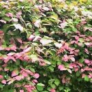 Jammas5 20 Variegated ARCTIC BEAUTY KIWI FRUIT Edible Actinidia Kolomikta Vine Seeds