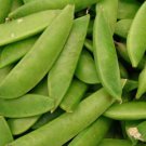 Jammas5 50 MAMMOTH MELTING SUGAR PEA Stringless Snow Pea Pisum Sativum Vegetable Seeds