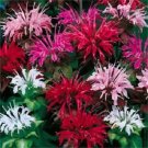 Jammas5 25 BEE BALM MIX Lemon Hummingbird Mint Monarda Didyma Mixed Colors Flower Seeds
