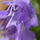 Jammas5 50 Purple False Dragon DRAGONS HEAD OBEDIENT PLANT Dracocephalum Flower Seeds