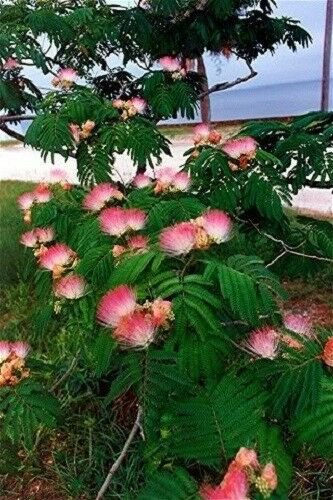 Jammas5 25 MIMOSA / PERSIAN SILK TREE Albizia Julibrissin Flower Seeds *Combined Shippng