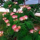 Jammas5 25 MIMOSA / PERSIAN SILK TREE Albizia Julibrissin Flower Seeds *Combined Shippng