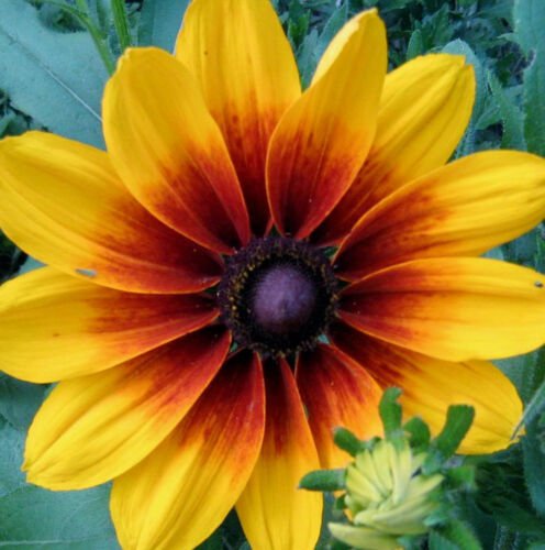 Jammas5 4000 GLORIOSA DAISY INDIAN SUMMER Rudbeckia Hirta Flower Seeds + Gift & CombS/H