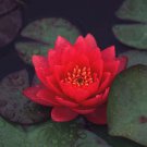 Jammas5 10 RED Lotus WATER LILY Nymphaea Rubra Asian Lily Pad Flower Pond Seeds *CombS/H