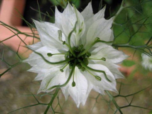 Jammas5 500 WHITE LOVE IN A MIST Nigella Damascena Flower Seeds + Gift & Comb S/H