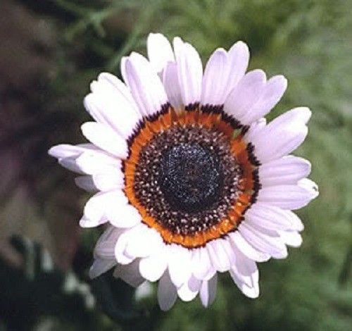 Jammas5 50 WHITE ZULU PRINCE CAPE DAISY Venidium Flower Seeds + Gift & Comb S/H