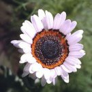 Jammas5 50 WHITE ZULU PRINCE CAPE DAISY Venidium Flower Seeds + Gift & Comb S/H