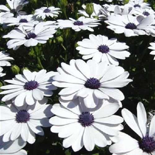 Jammas5 50 WHITE AFRICAN CAPE DAISY Dimorphotheca Sinuata Flower Seeds *Comb S/H & Gift