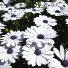 Jammas5 50 WHITE AFRICAN CAPE DAISY Dimorphotheca Sinuata Flower Seeds *Comb S/H & Gift