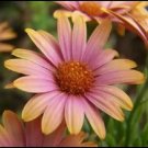 Jammas5 25 SALMON AFRICAN DAISY Dimorphotheca Sinuata Apricot Flower Seeds *Comb S/H