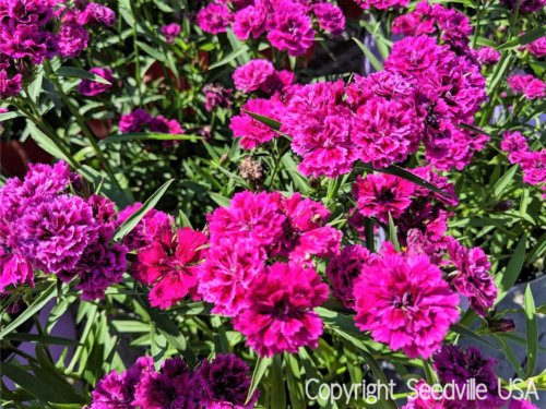 Jammas5 50 MAGENTA CARNATION Dianthus Caryophyllus Chabaud Flower Seeds *Comb S/H