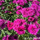 Jammas5 50 MAGENTA CARNATION Dianthus Caryophyllus Chabaud Flower Seeds *Comb S/H